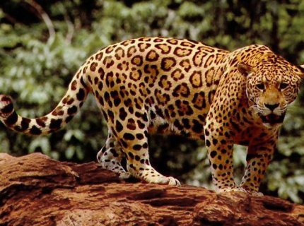 jaguar