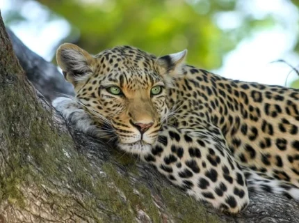 leopardess