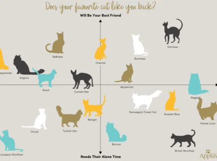 cat-like