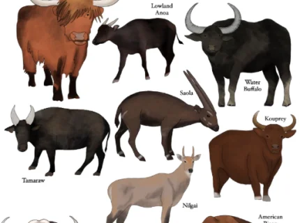 bovine