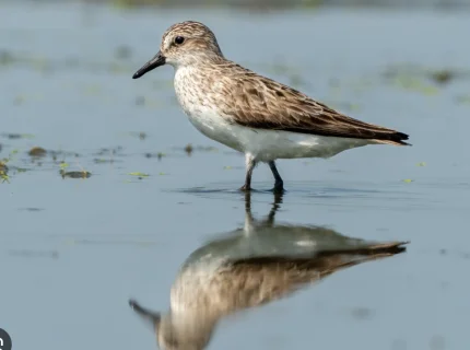 wader