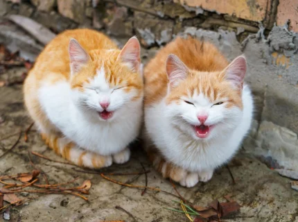 meow