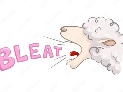 bleat