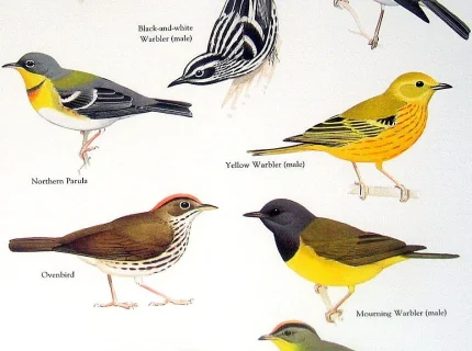 warble