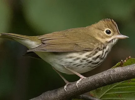 ovenbird