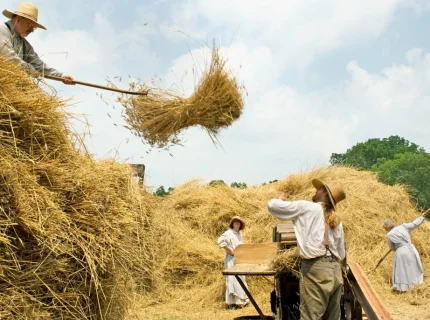 threshing