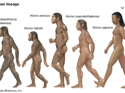 human