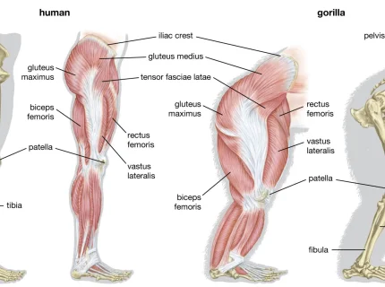 leg