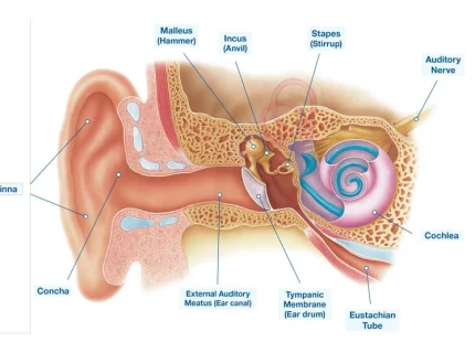 ear