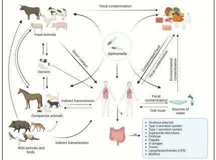 salmonellosis