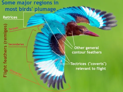 plumage