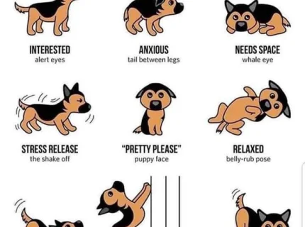 puppyish