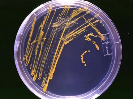 bacteriology