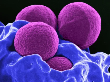 bacterium