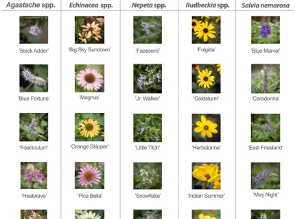 herbaceous