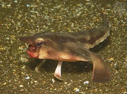 batfish