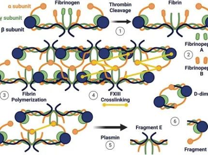 fibrinopeptide