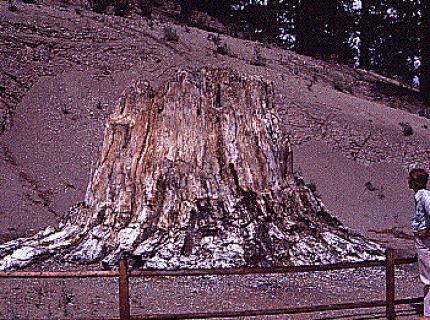petrifaction