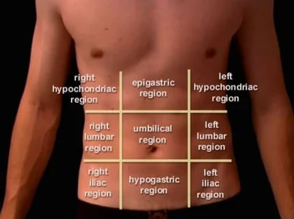 midsection