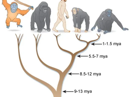 hominoid