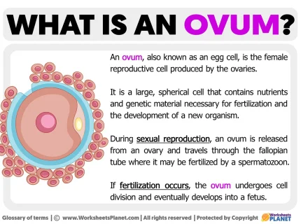 ovum