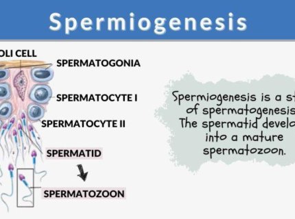 spermatogenesis