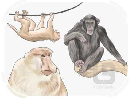 simian