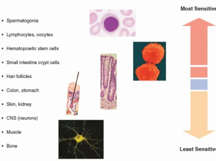 radiosensitivity