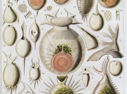 radiolarian