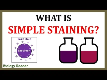staining