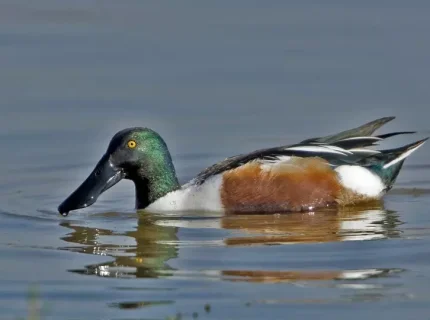 shoveler