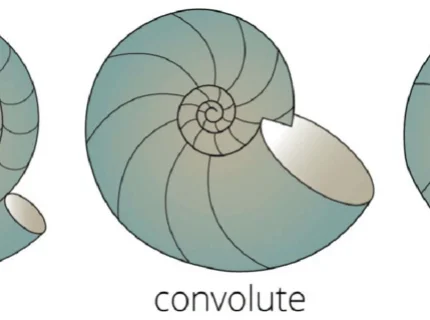 convolute