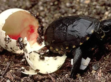 stinkpot