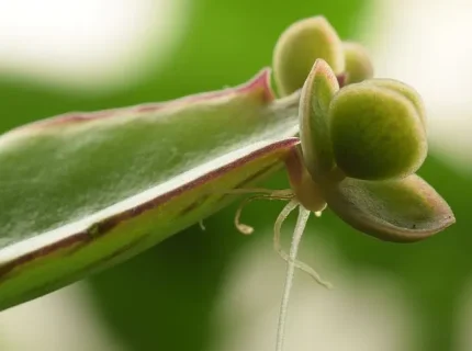 plantlet