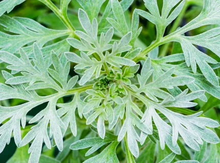wormwood