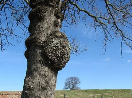 excrescence