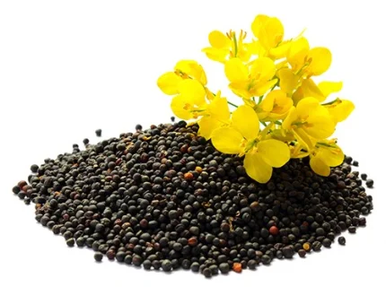 rapeseed