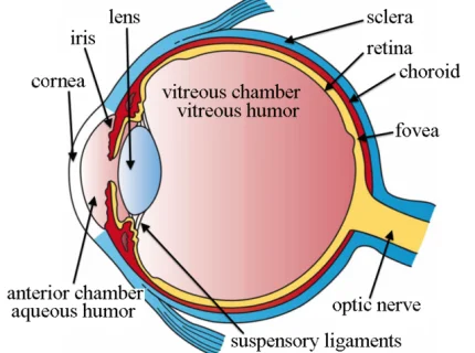 ophthalmitis