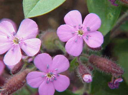 soapwort