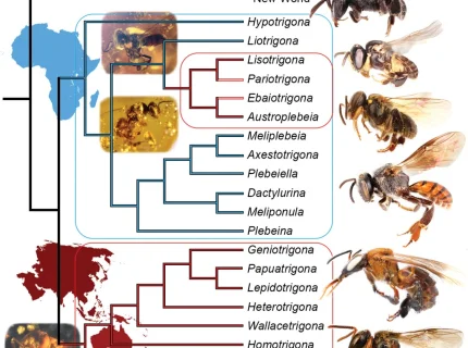 stingless