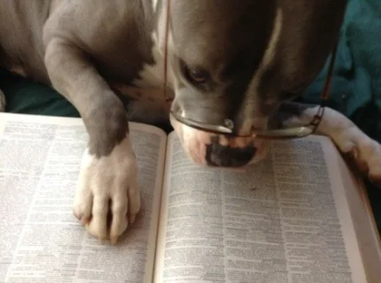 studiously