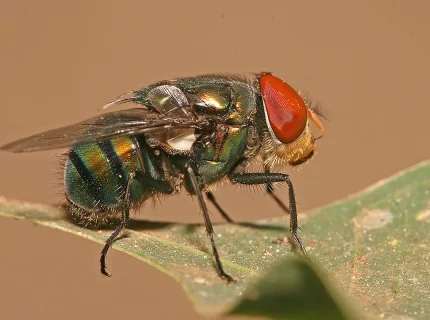 blowfly