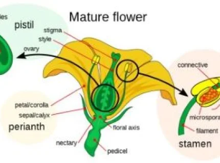 cupulate