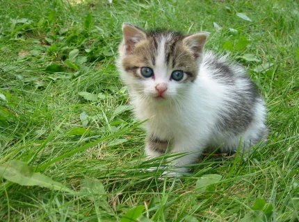 kitty