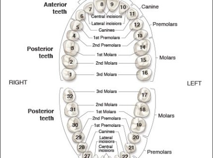 dentition