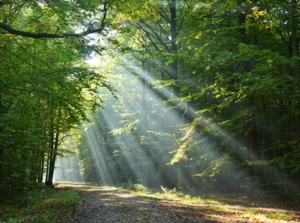 sunbeam