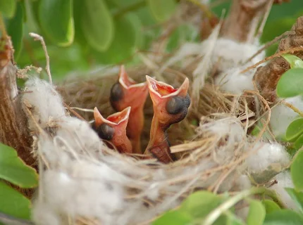 nestling