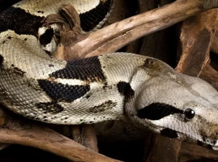 constrictor