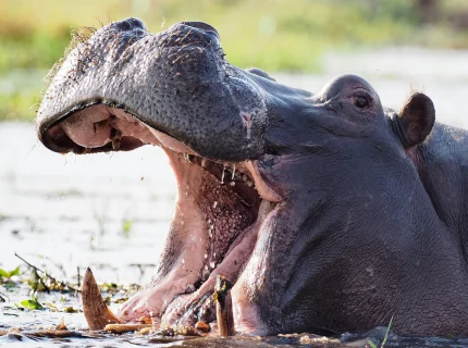 hippo