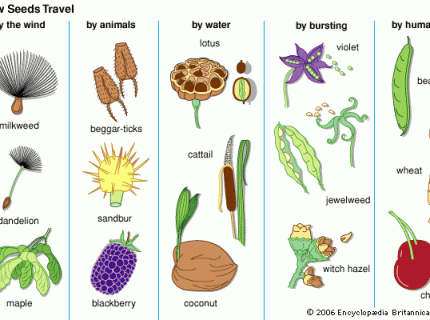 seeds